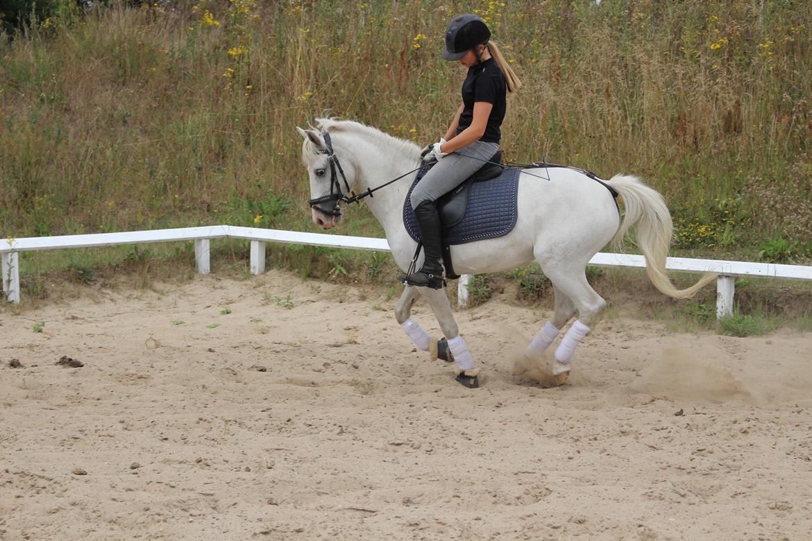 Anden særlig race snehvide billede 3