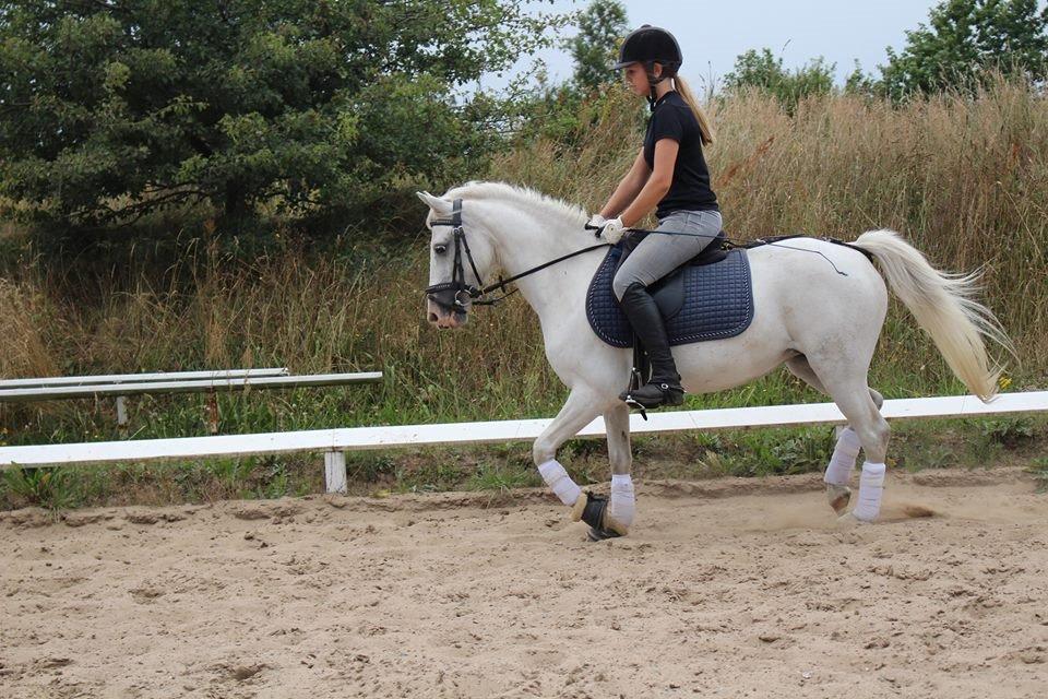 Anden særlig race snehvide billede 4