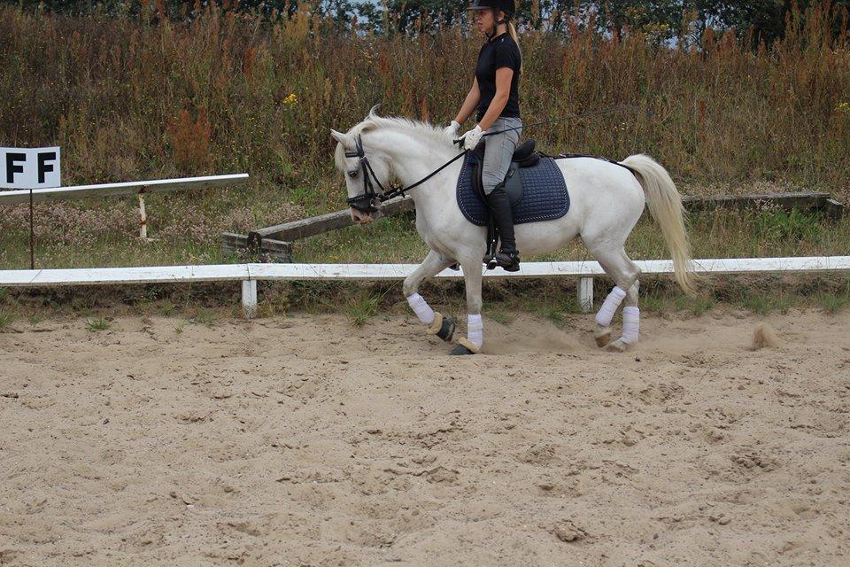 Anden særlig race snehvide billede 5
