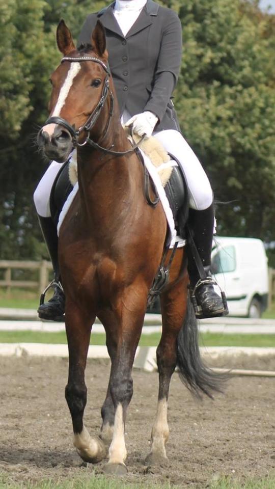 Hollandsk Sportspony Orchid's Corallina B-pony billede 1