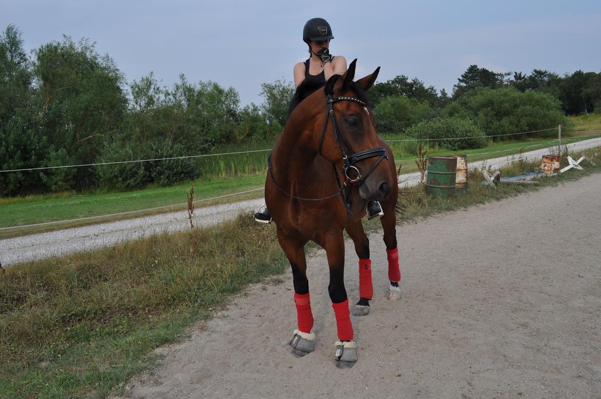 Hannoveraner CHARMEUR billede 9