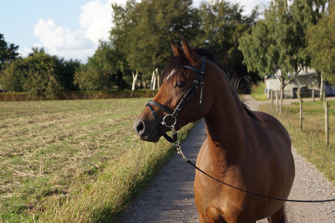 Welsh Partbred (Sec F) Eowyns First Rose billede 16
