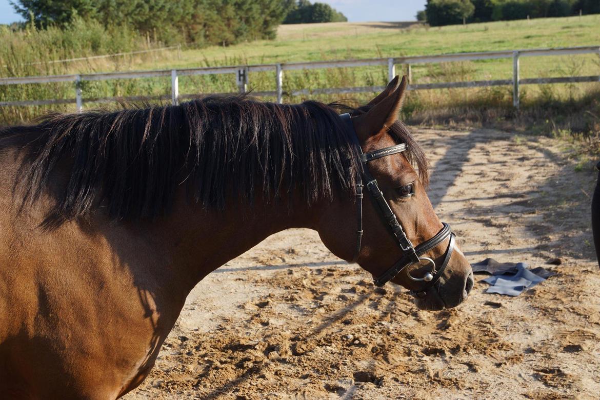 Welsh Partbred (Sec F) Eowyns First Rose billede 17
