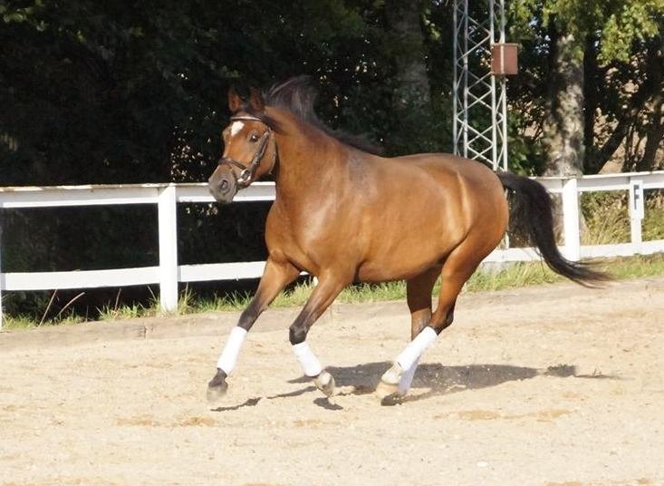 Welsh Partbred (Sec F) Eowyns First Rose billede 14