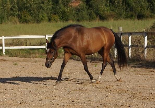 Welsh Partbred (Sec F) Eowyns First Rose billede 15