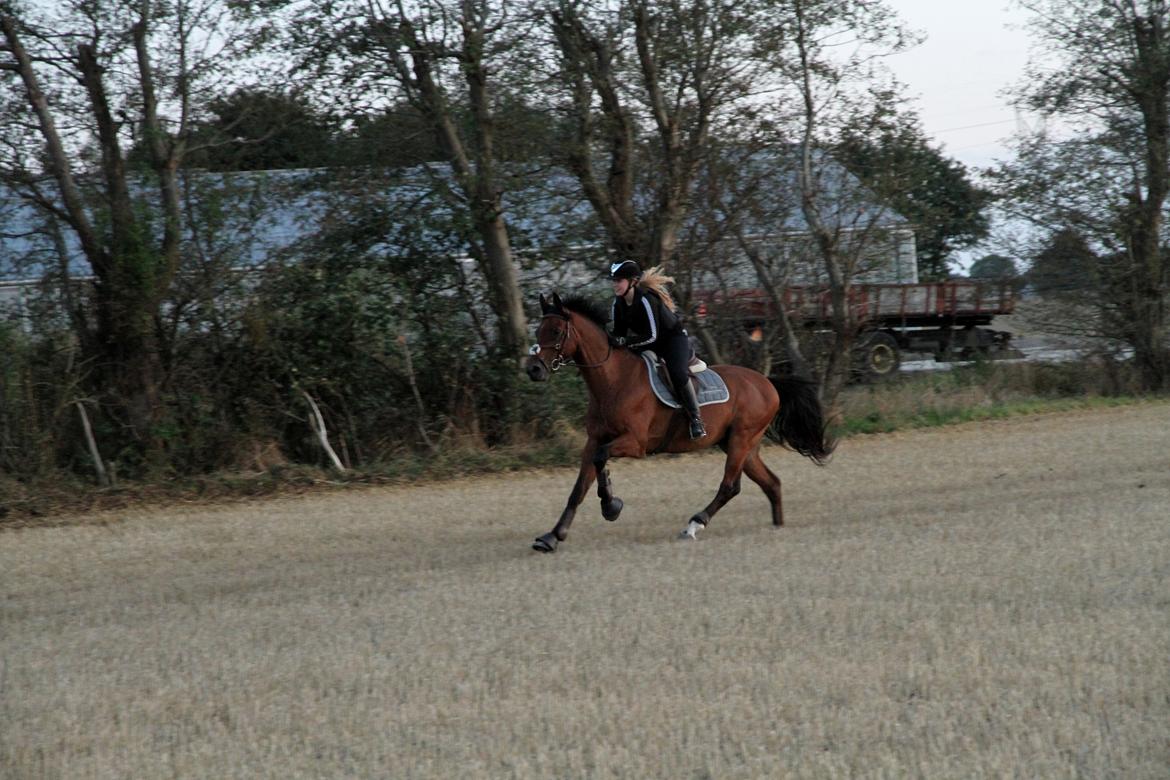 Dansk Varmblod Carismo billede 18