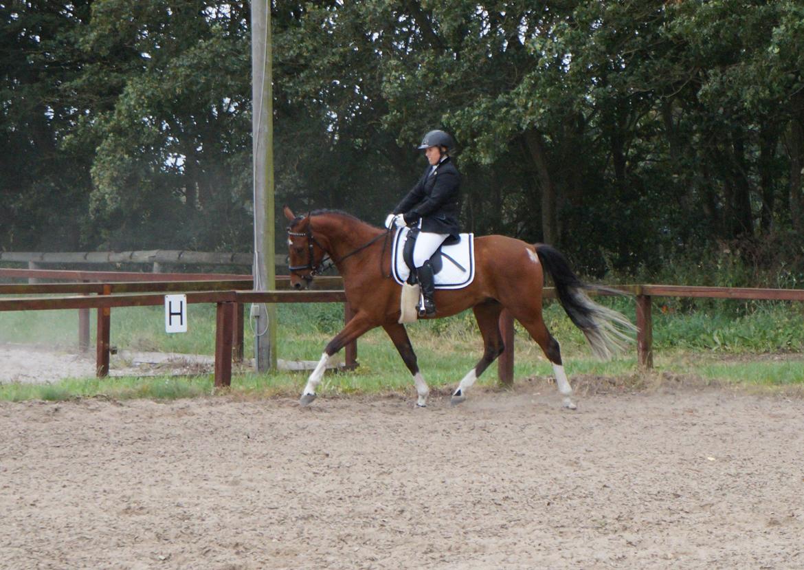 Anden særlig race Søndervangs Kentucky billede 12