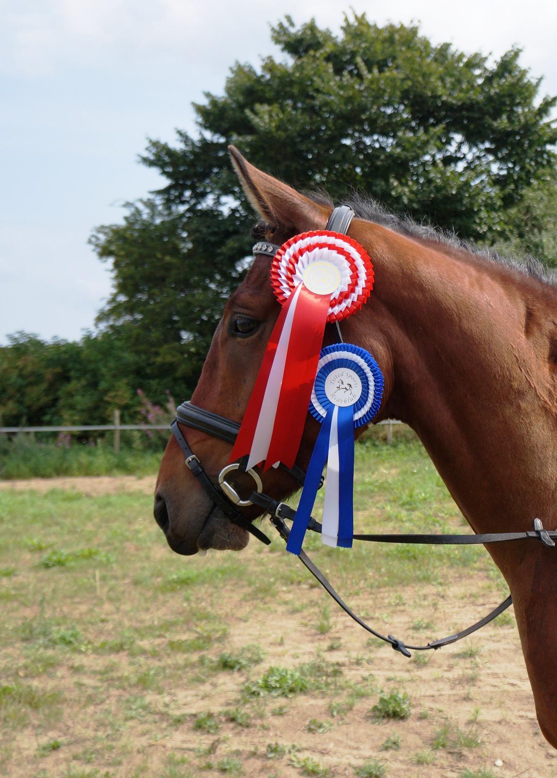 Anden særlig race Søndervangs Kentucky billede 16