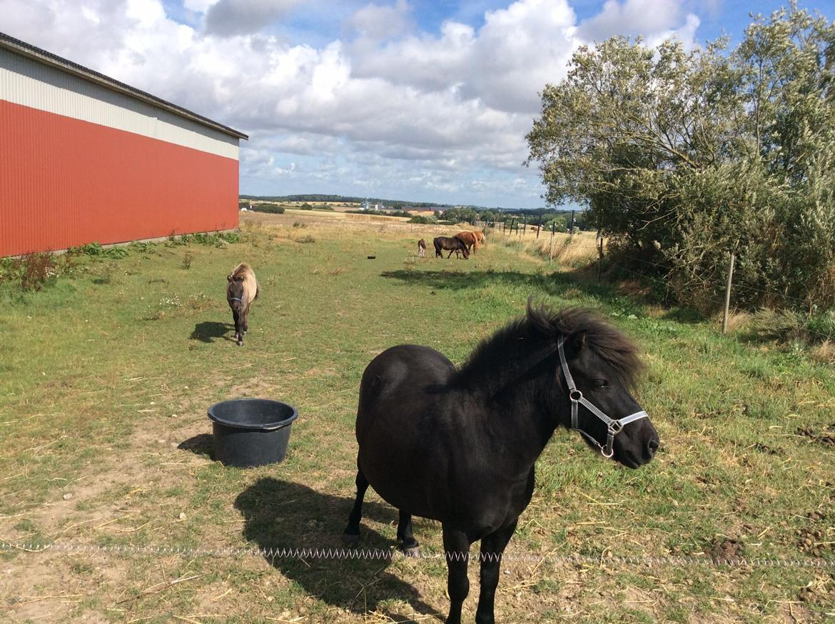 Shetlænder Stald Haven's Faitytale (SOLGT) billede 5