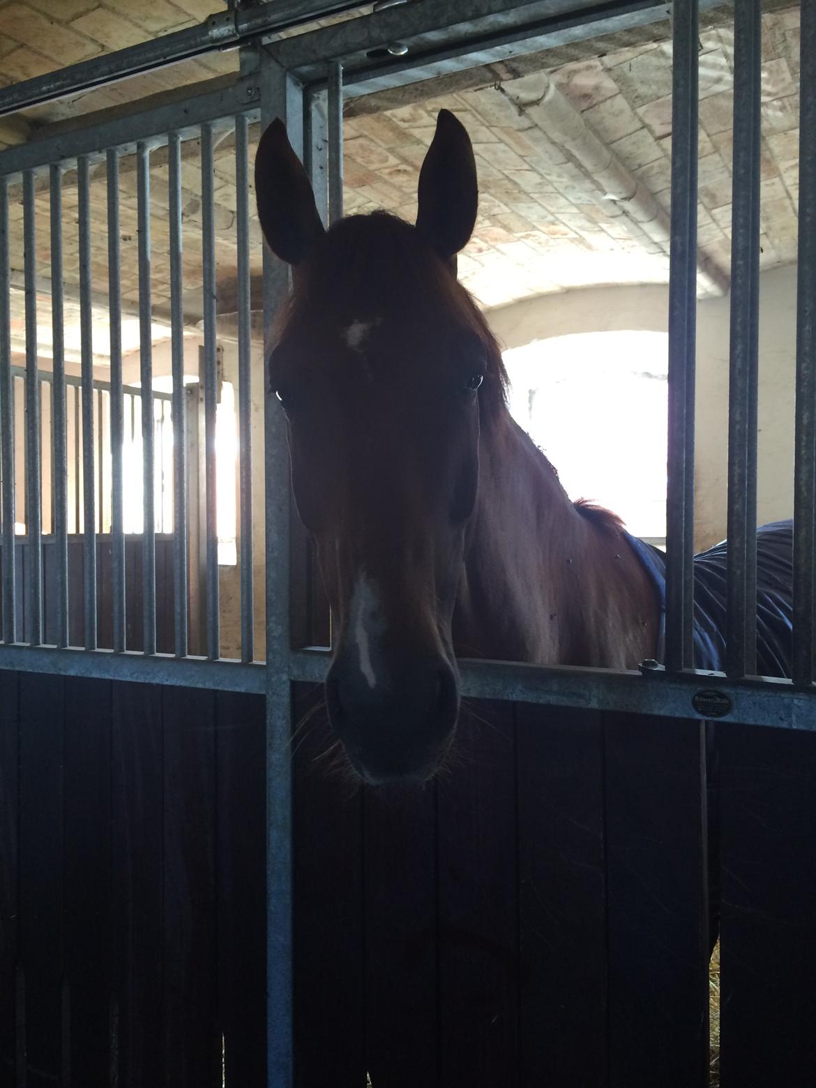 Dansk Varmblod Revaldo D.  billede 40