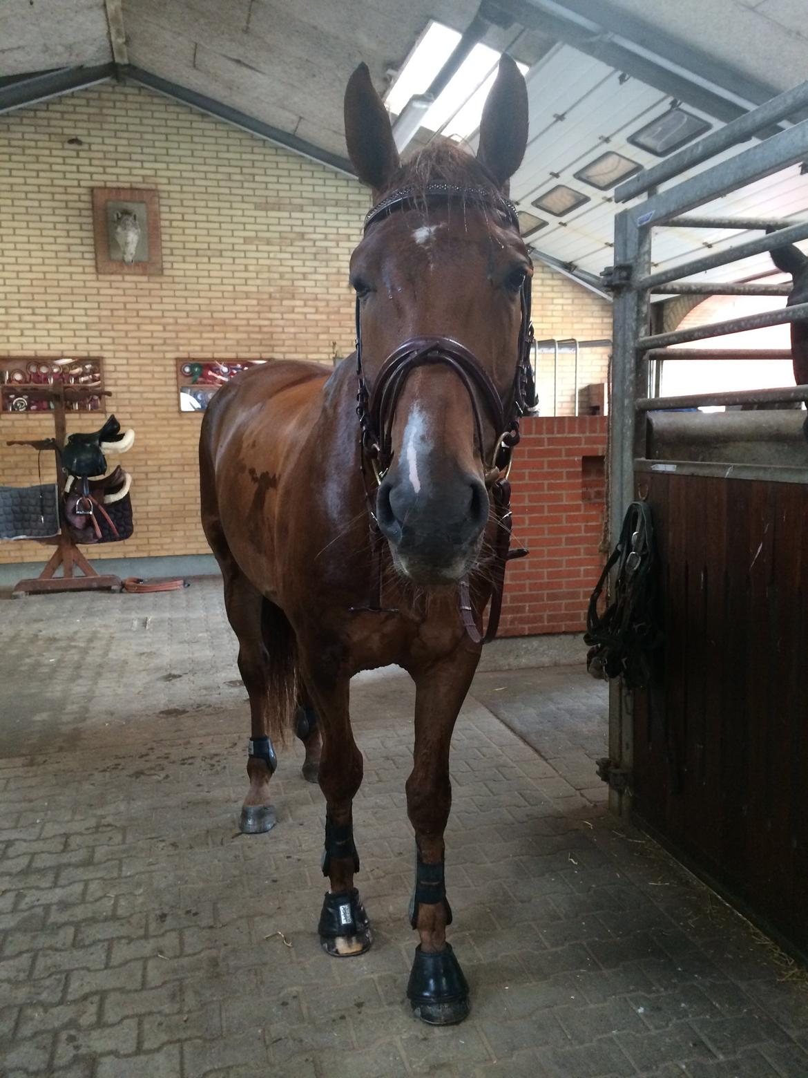 Dansk Varmblod Revaldo D.  - Efter en våd skridttur med regn..  billede 42