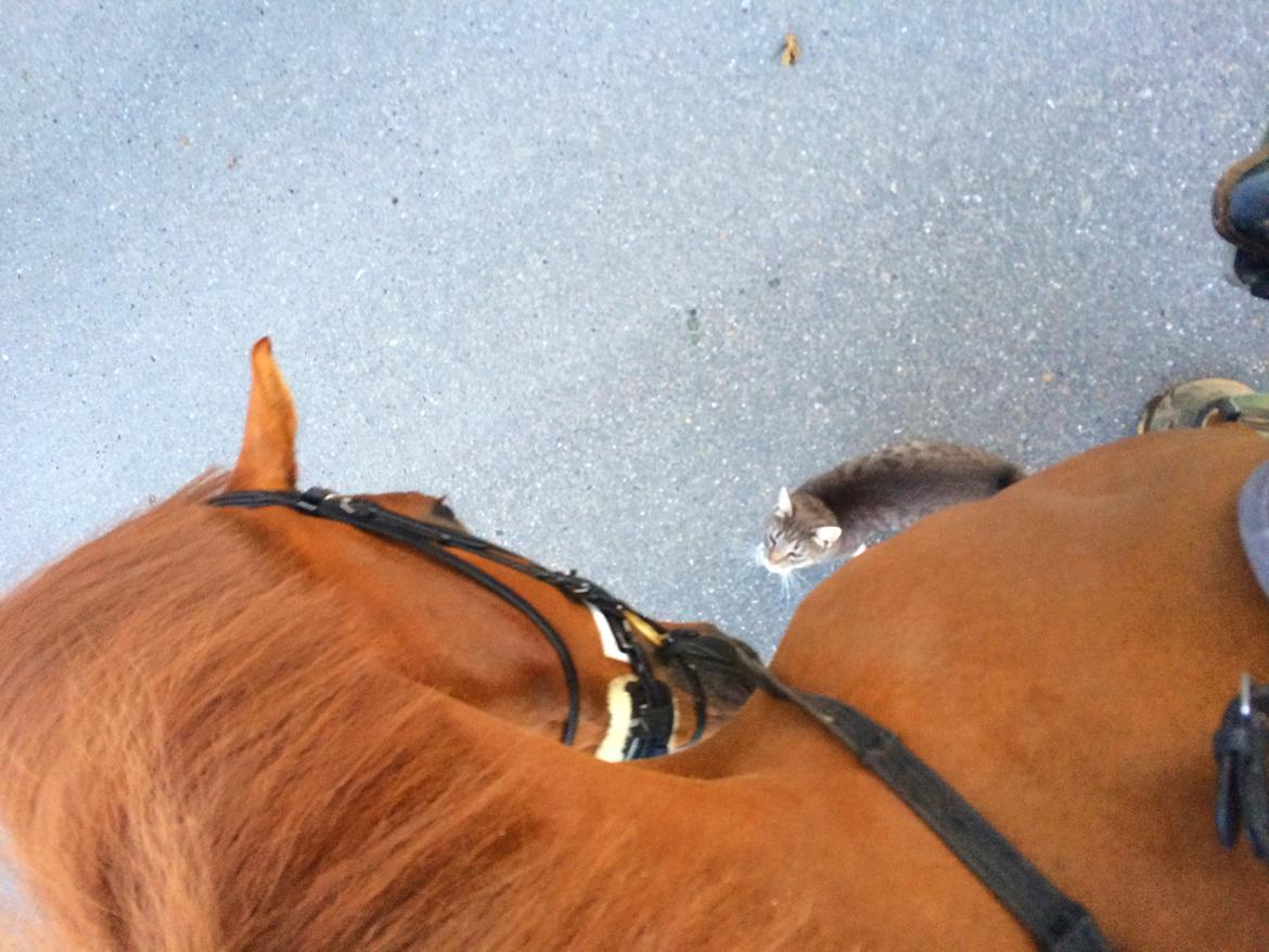 Dansk Varmblod Revaldo D.  - Valle og tykkemis på tur billede 13