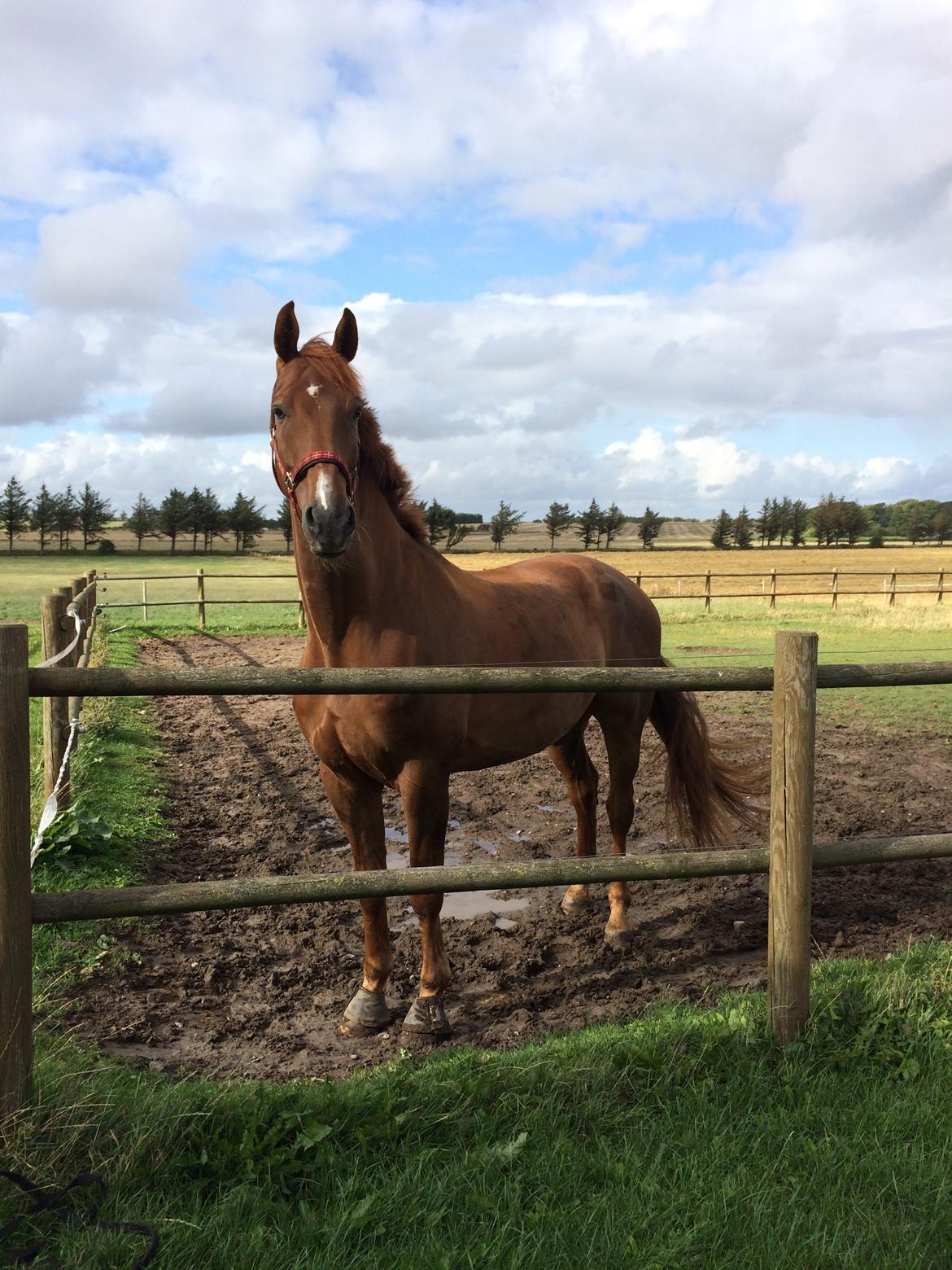 Dansk Varmblod Revaldo D.  billede 45