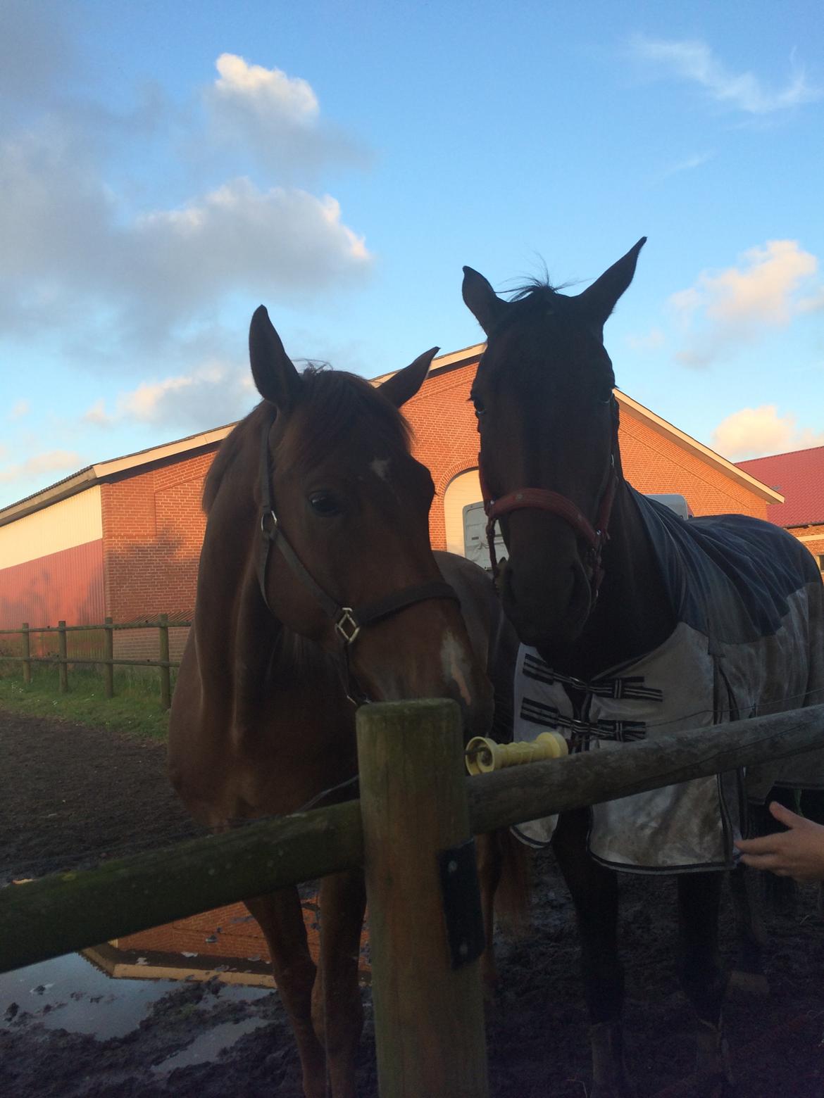 Dansk Varmblod Revaldo D.  - Valle og Sandro billede 47