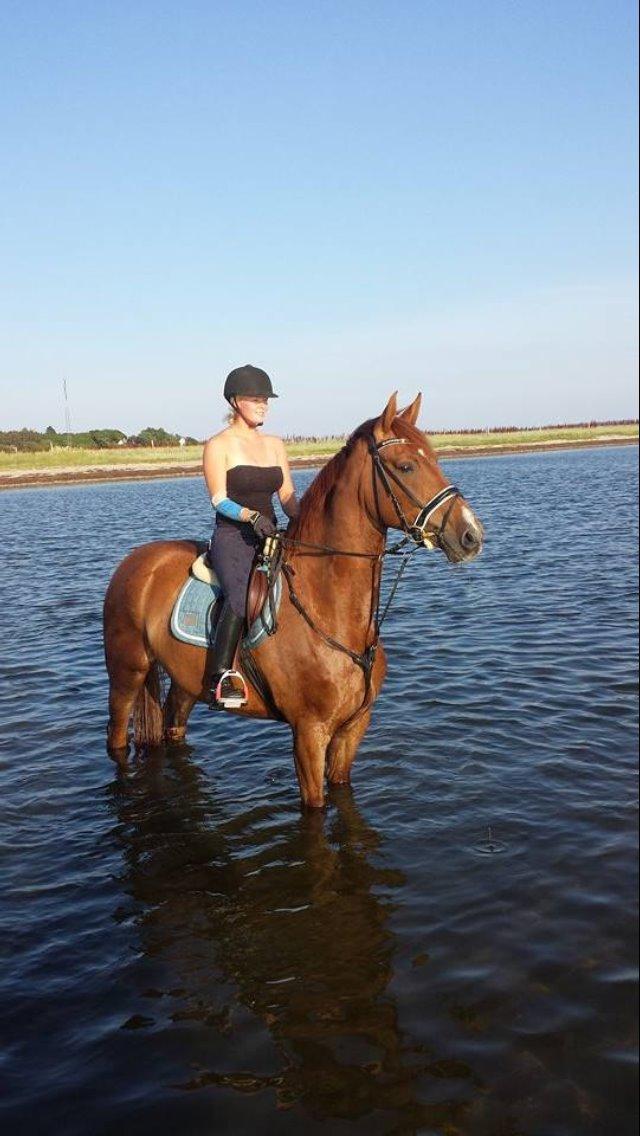 Dansk Varmblod Revaldo D.  - Sommer på Katrinelund 2014  billede 8