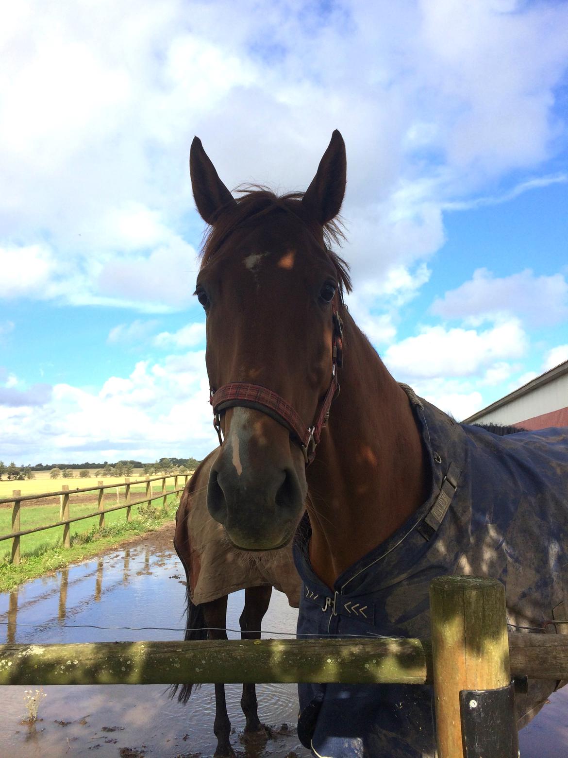 Dansk Varmblod Revaldo D.  billede 44