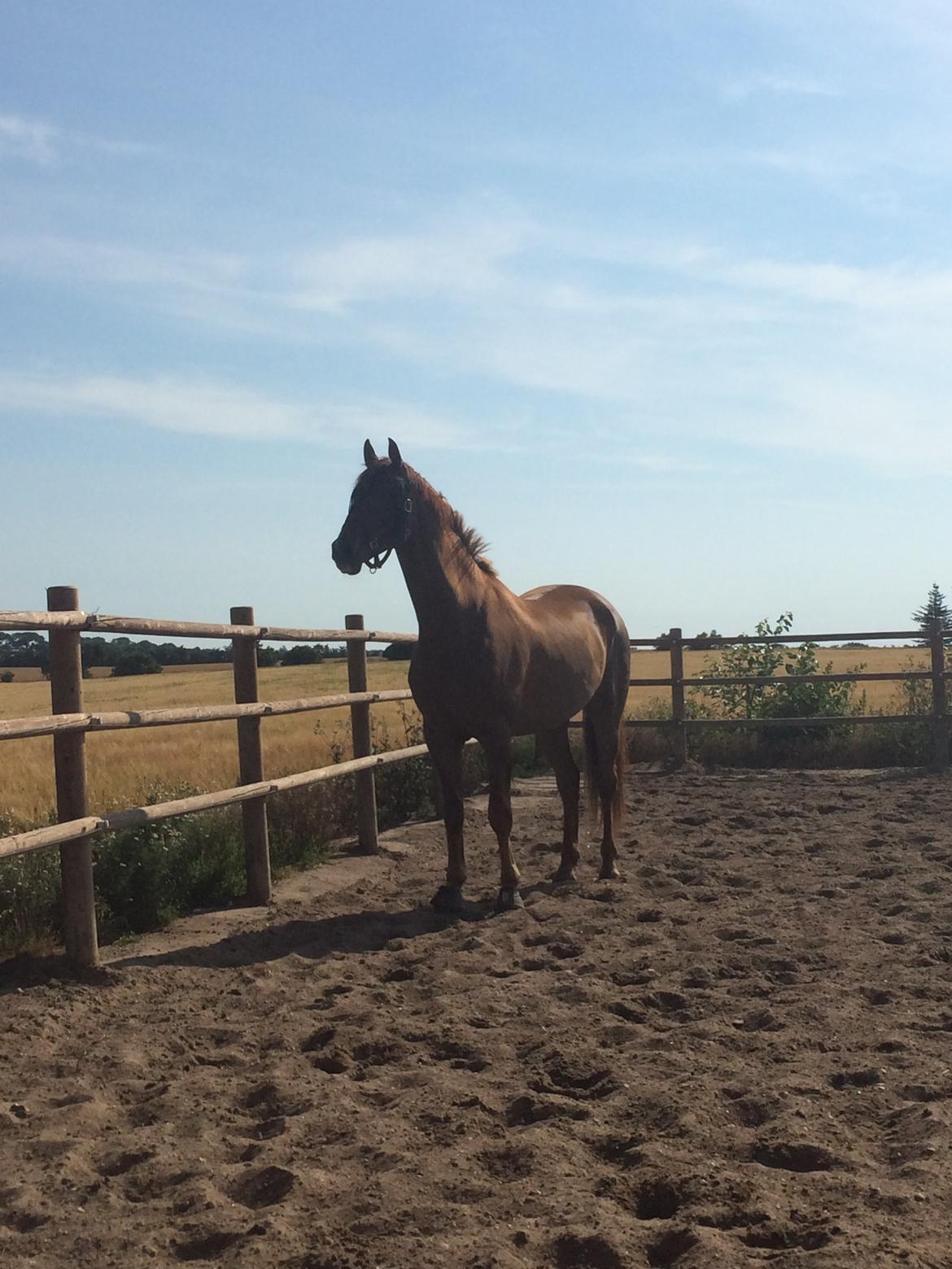 Dansk Varmblod Revaldo D.  billede 48