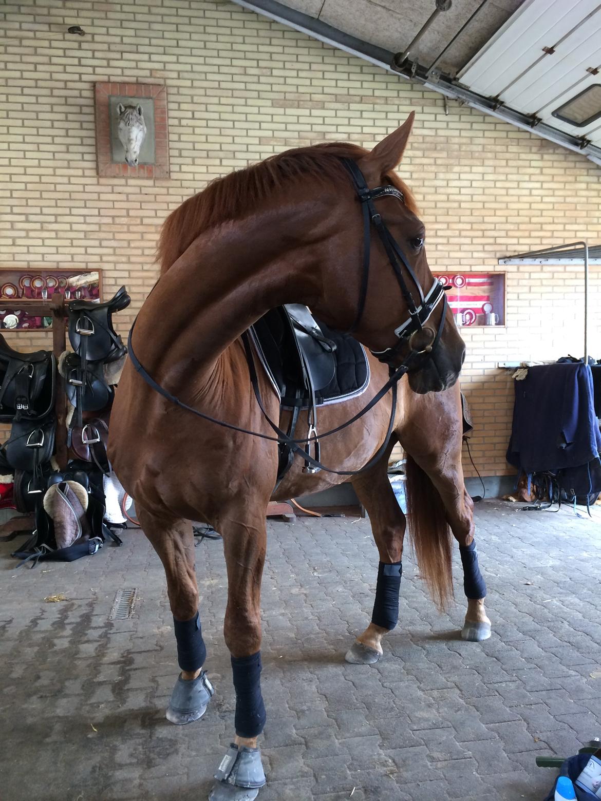 Dansk Varmblod Revaldo D.  billede 15