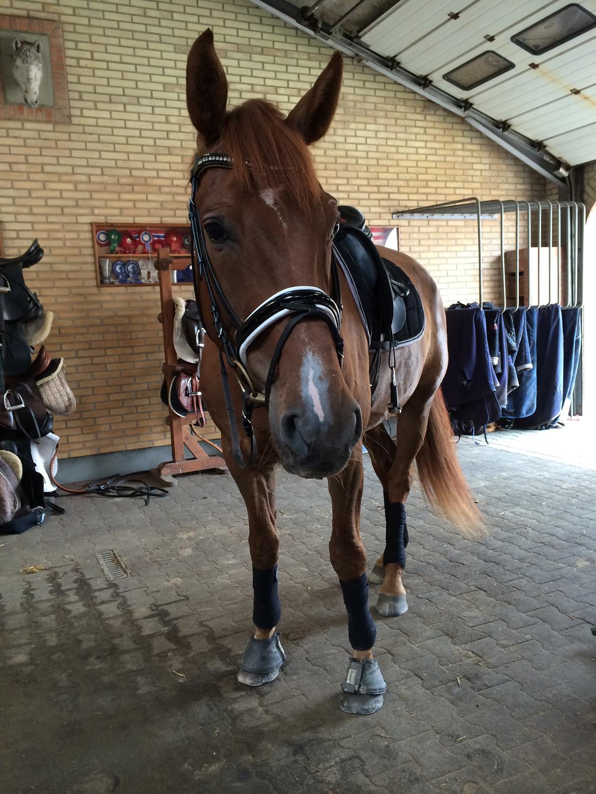 Dansk Varmblod Revaldo D.  billede 35