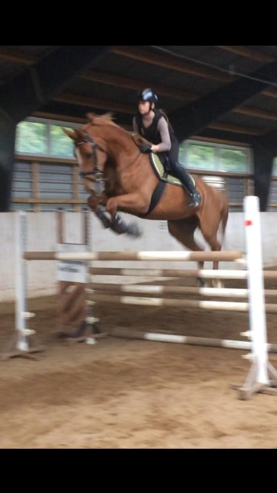 Tysk Oldenburger Bladsgaards Windy Sky - Springundervisning ved Jette Bach d. 26/7-14 130 cm. billede 11