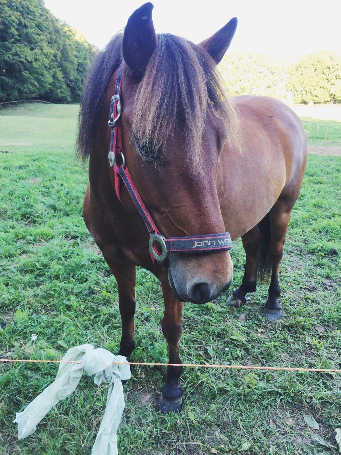 Gotlandsruss Eruss <3 billede 15