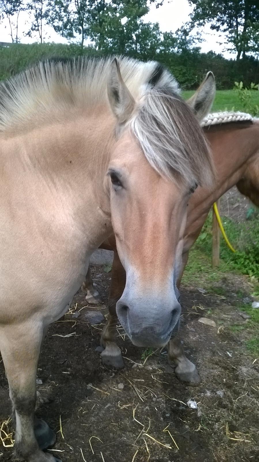 Fjordhest Tilde billede 1