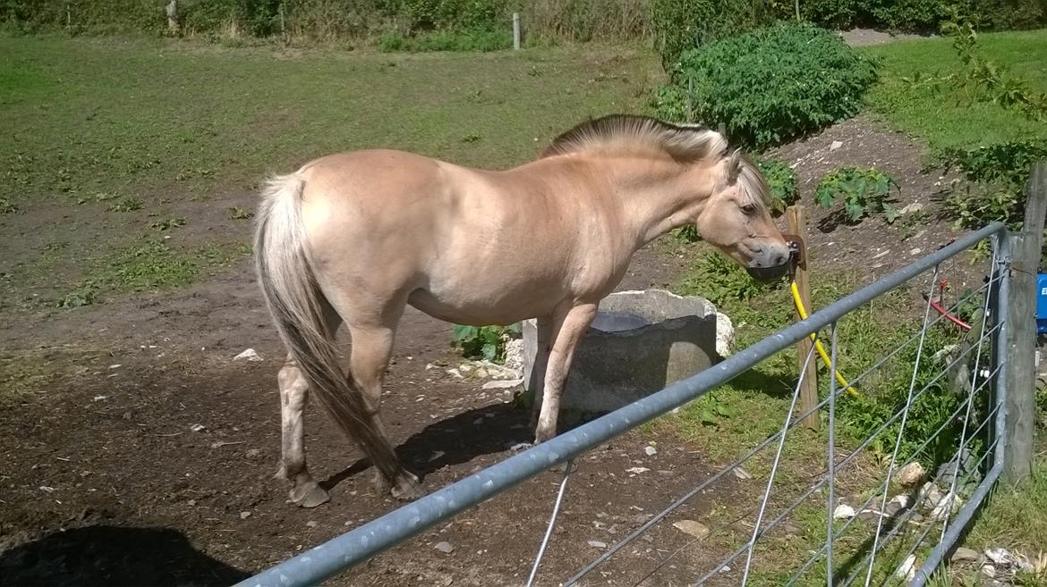 Fjordhest Tilde billede 2