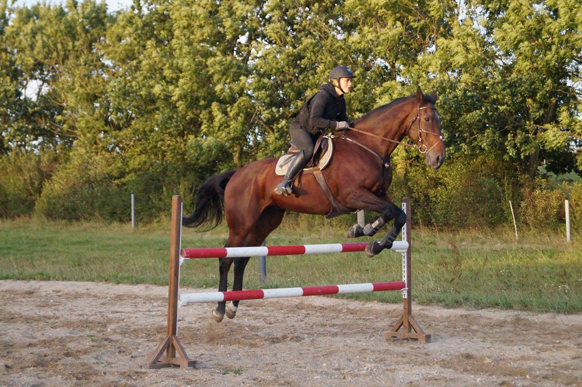 Dansk Varmblod FIGHTER - Springtræning hjemme d 20/8-14 billede 18