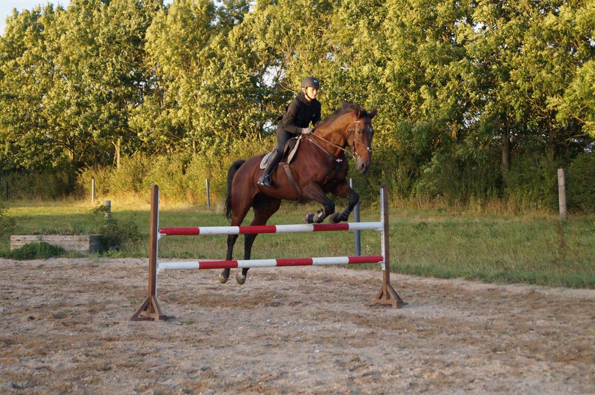 Dansk Varmblod FIGHTER - Springtræning hjemme d 20/8-14 billede 13