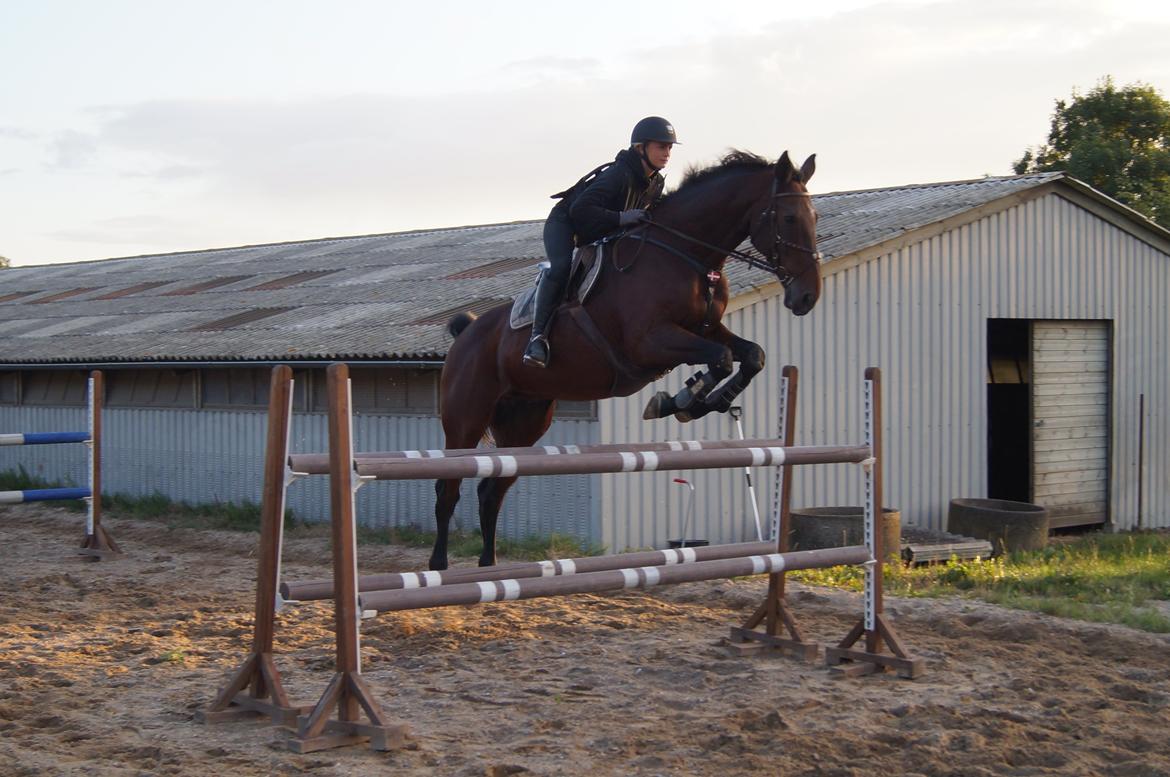 Dansk Varmblod FIGHTER - Træning d 20/8-14. 115 cm billede 9