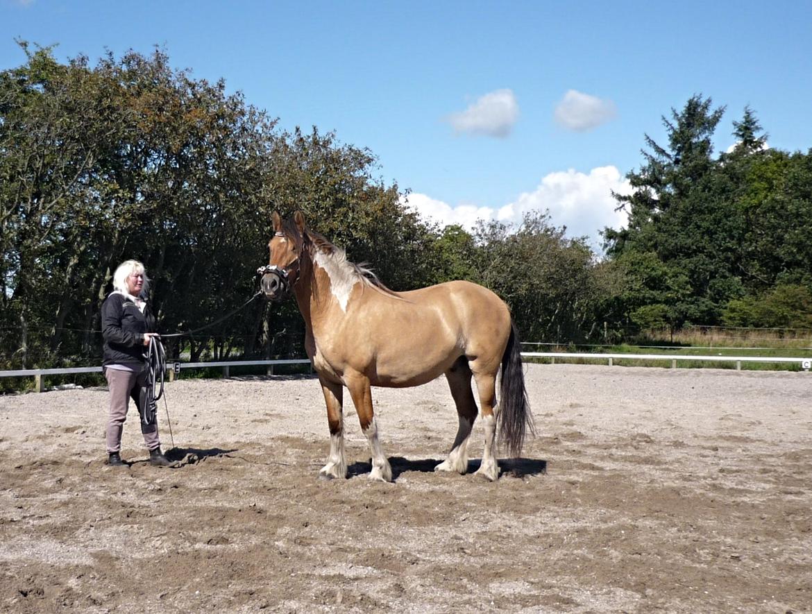 Anden særlig race Cody . - D.27-8-14. billede 19
