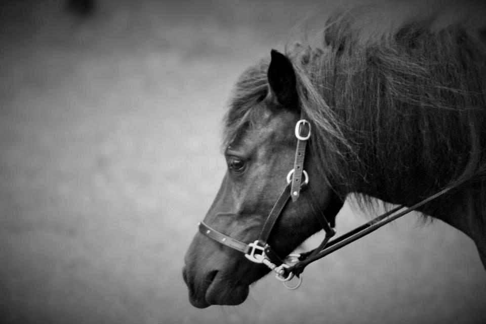 Shetlænder Silke Morsbøl billede 1