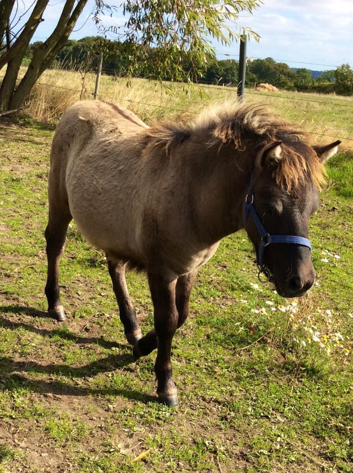 Shetlænder Fjordfarmens Mister Fantasy (SOLGT) billede 4