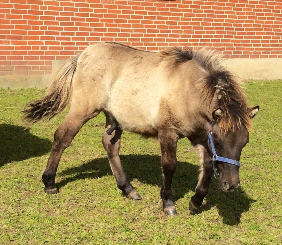 Shetlænder Fjordfarmens Mister Fantasy (SOLGT) billede 5