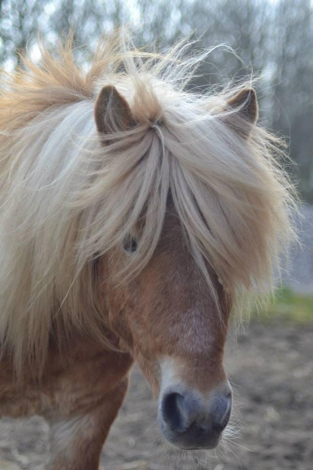 Shetlænder Manse (SOLGT) billede 6