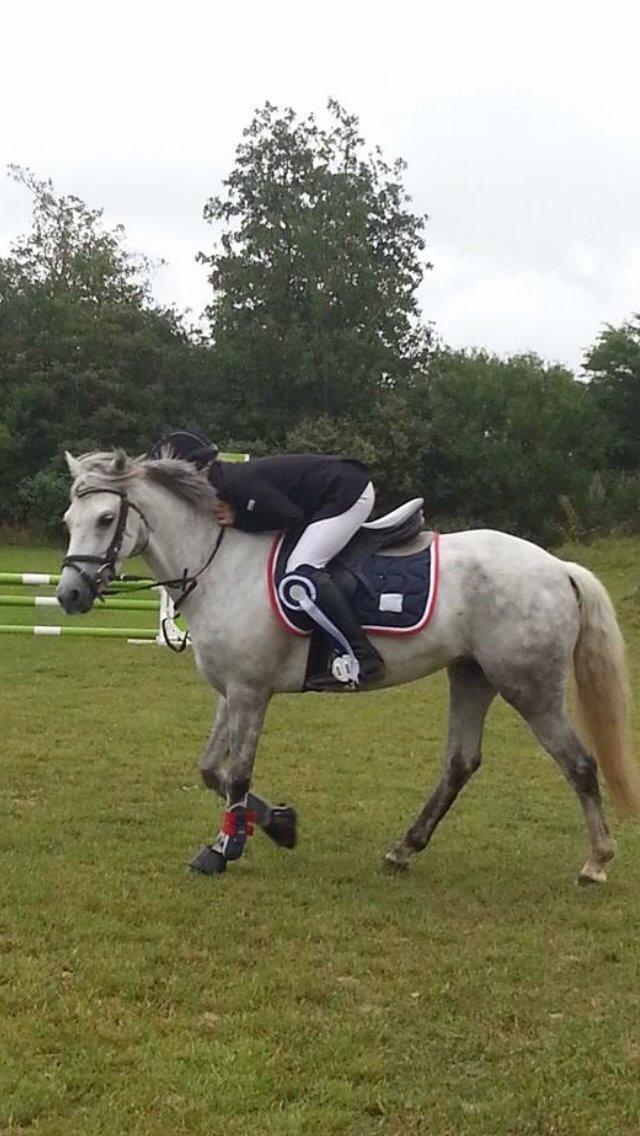 Welsh Partbred (Sec F) Klintholms miss abby billede 3