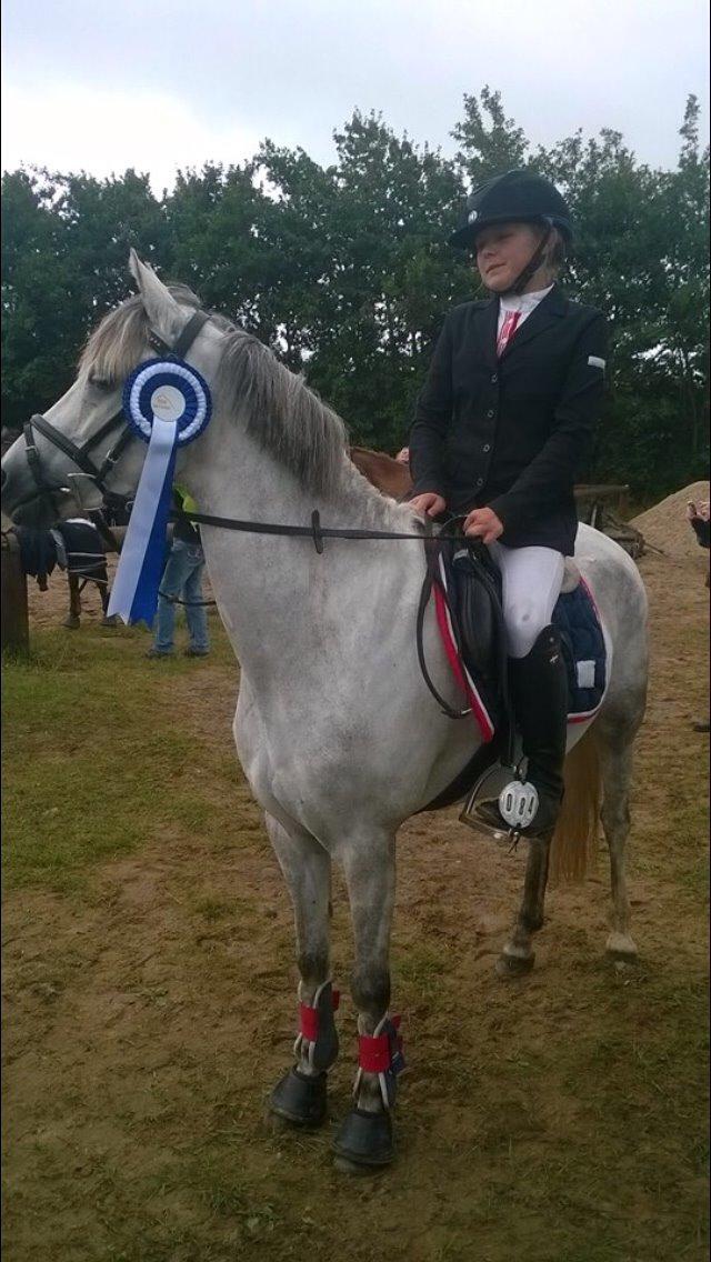 Welsh Partbred (Sec F) Klintholms miss abby billede 4