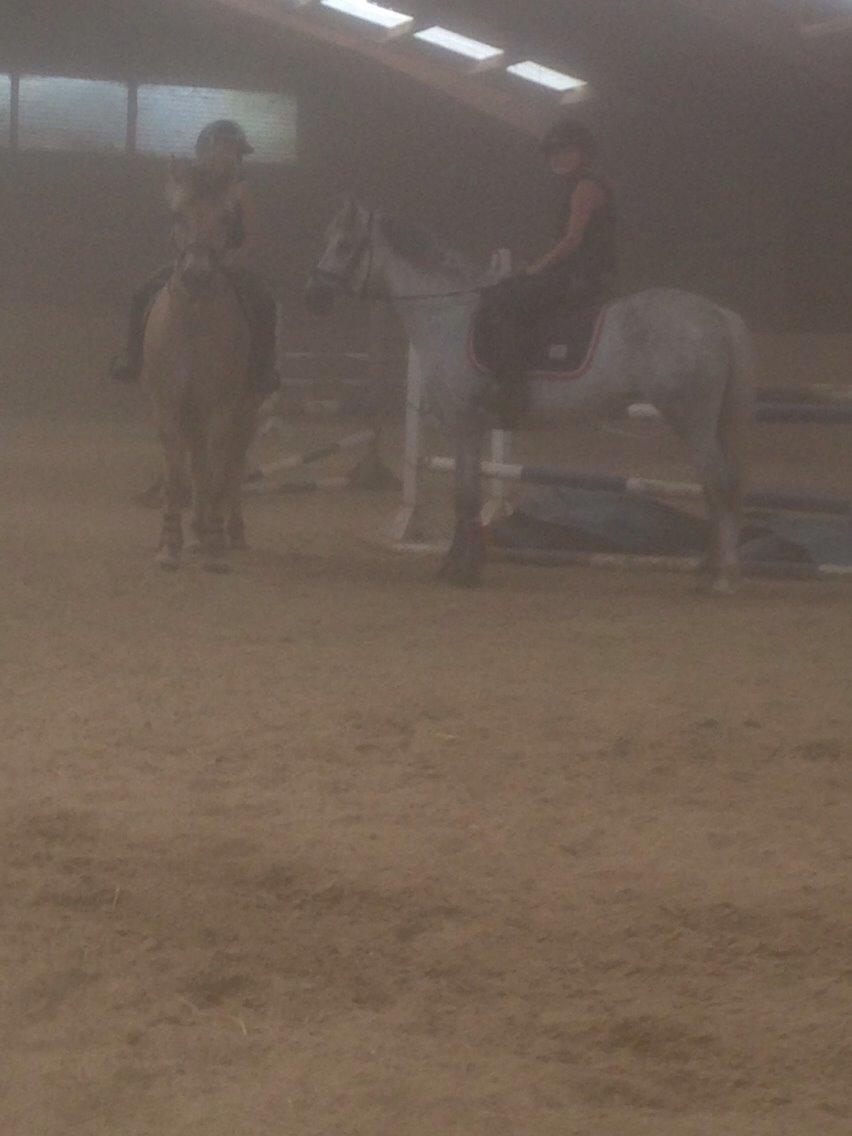 Welsh Partbred (Sec F) Klintholms miss abby billede 6