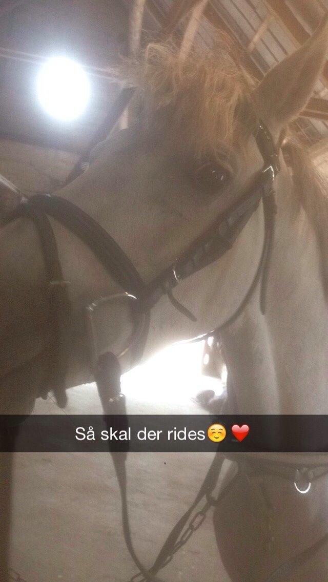 Welsh Partbred (Sec F) Klintholms miss abby billede 7