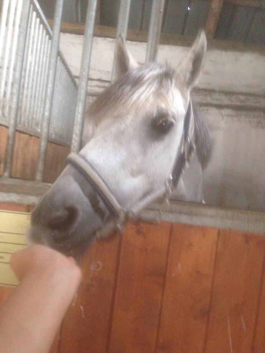 Welsh Partbred (Sec F) Klintholms miss abby billede 12