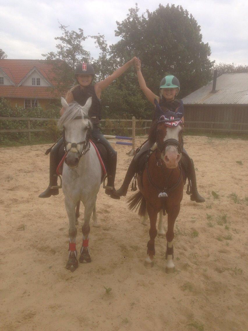 Welsh Partbred (Sec F) Klintholms miss abby billede 13