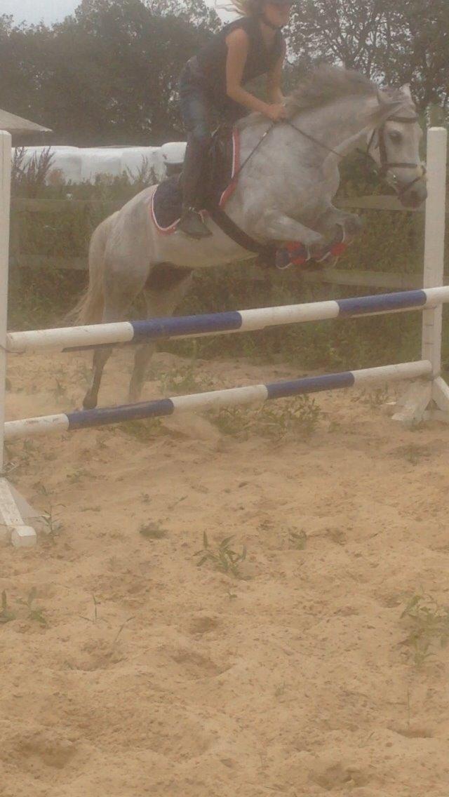 Welsh Partbred (Sec F) Klintholms miss abby billede 14