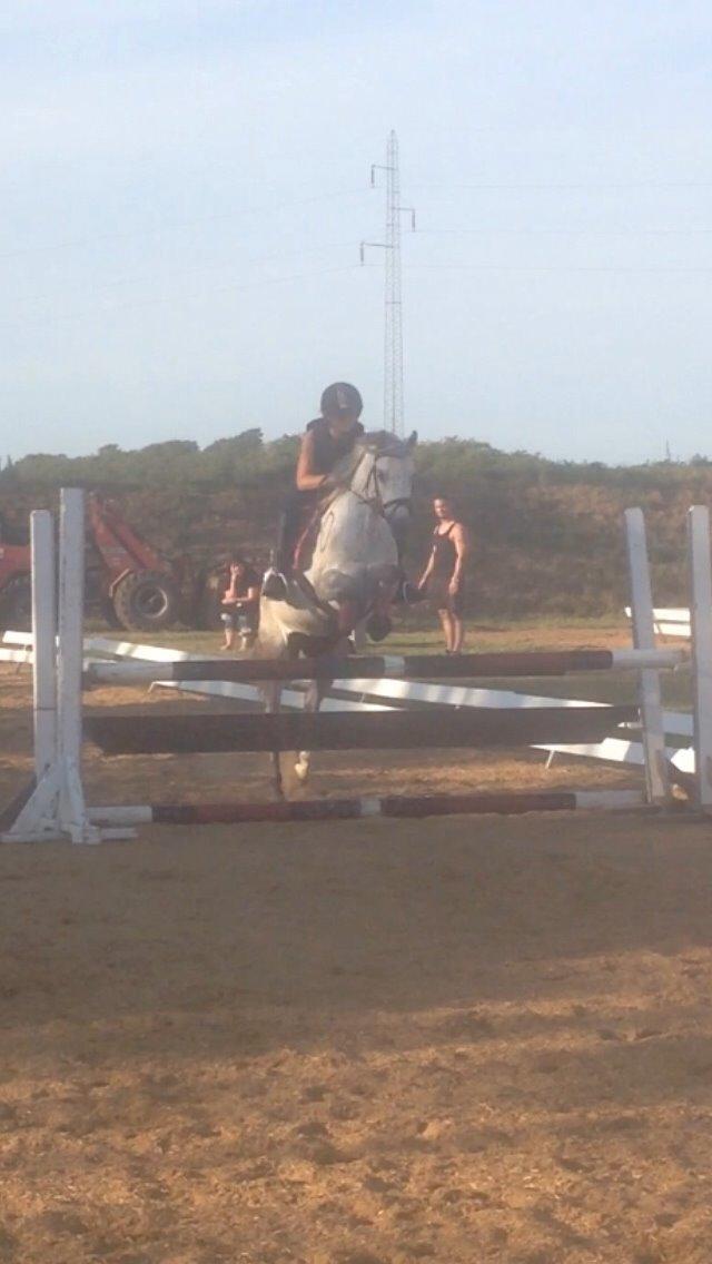 Welsh Partbred (Sec F) Klintholms miss abby billede 15