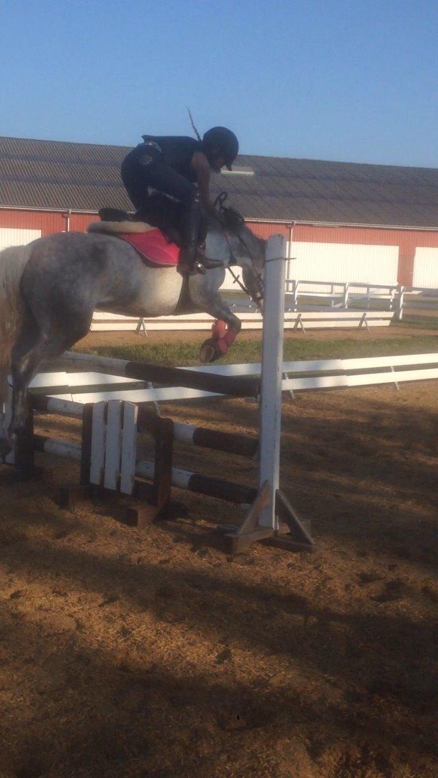 Welsh Partbred (Sec F) Klintholms miss abby billede 16