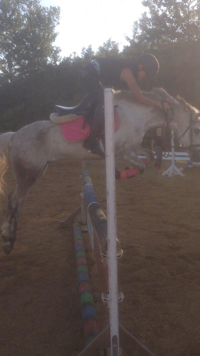 Welsh Partbred (Sec F) Klintholms miss abby billede 17