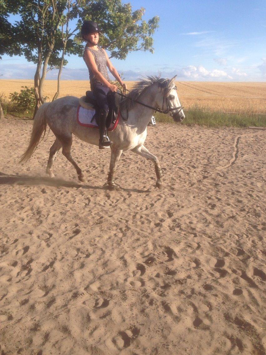 Welsh Partbred (Sec F) Klintholms miss abby billede 21