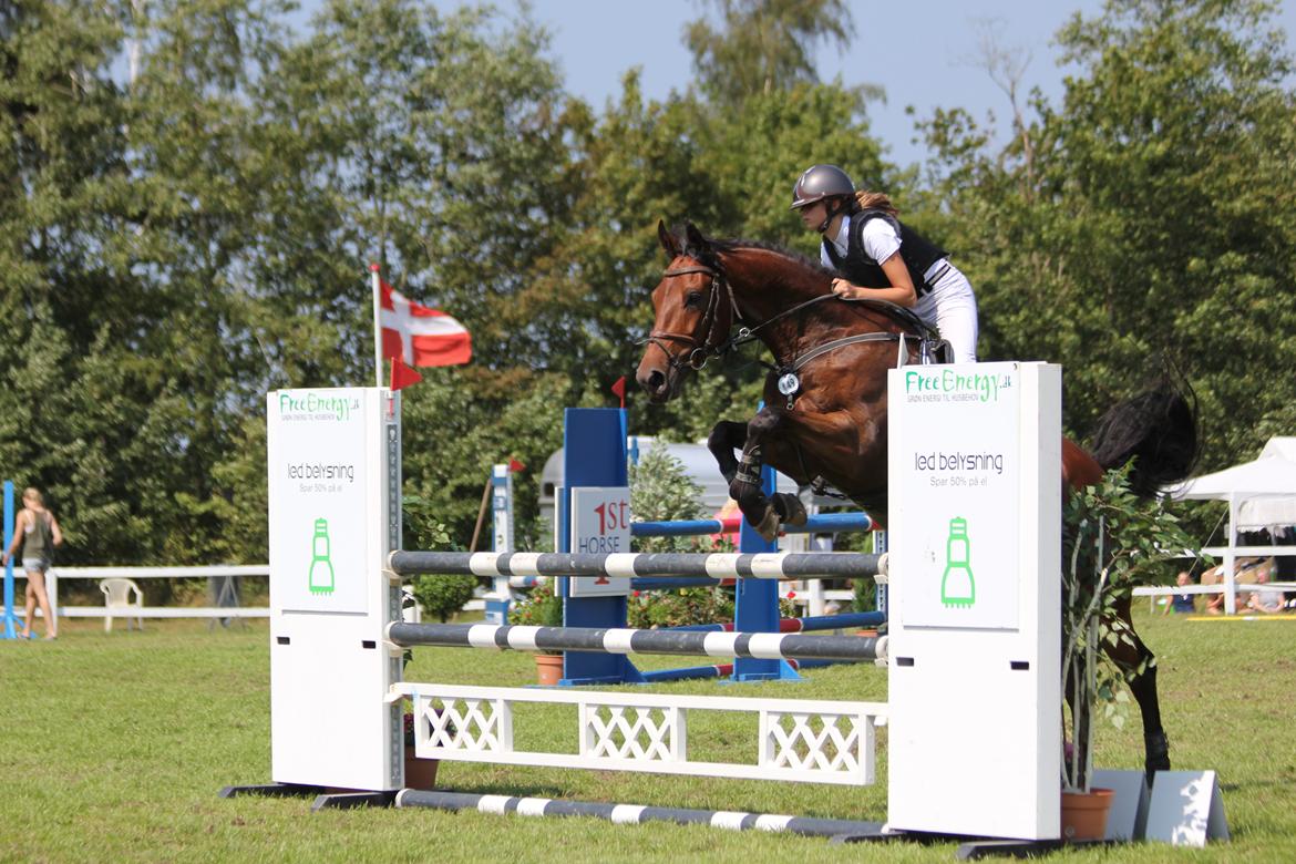 Dansk Varmblod Happy Heart C  - Jysk rideuge 2014 billede 14