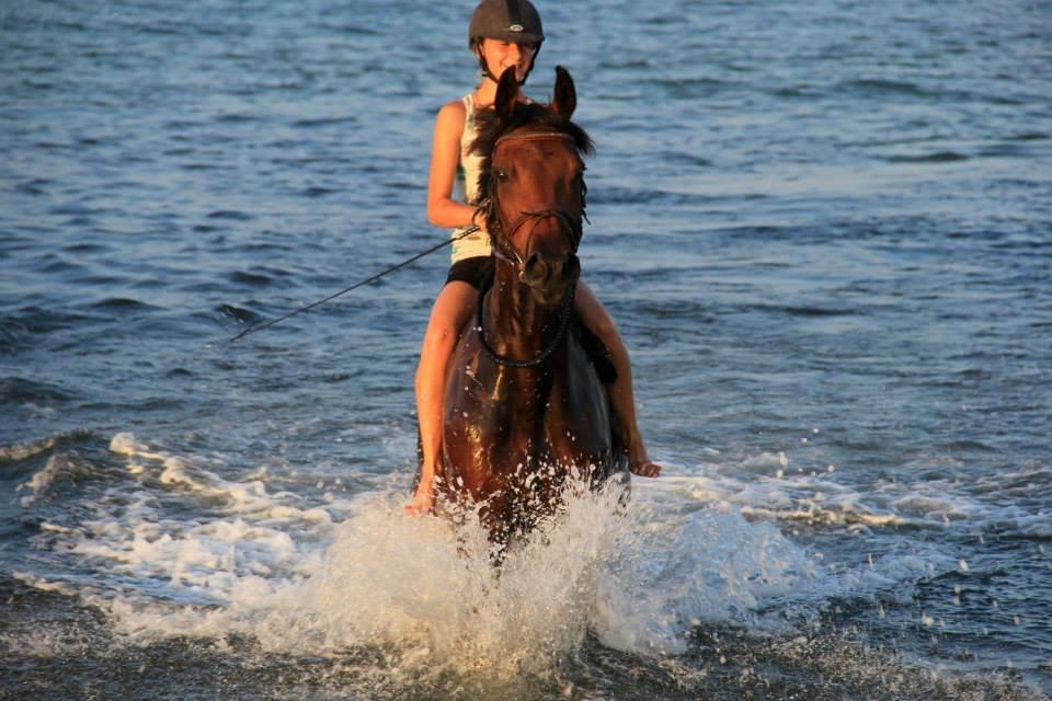 Dansk Varmblod Happy Heart C  - Sommer 2015 billede 20