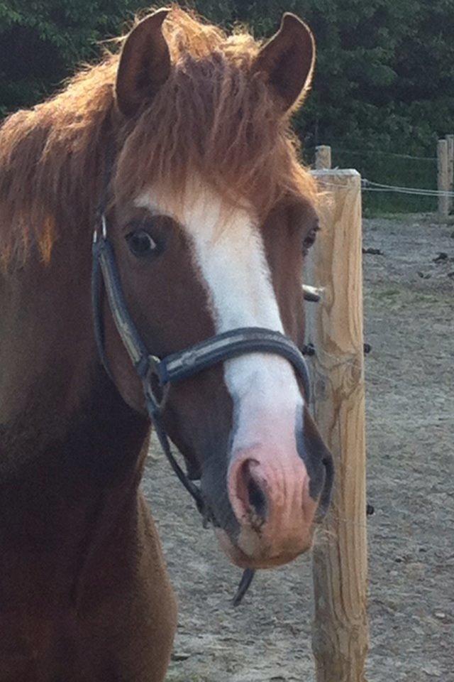 Anden særlig race Skikkilds Felis billede 18