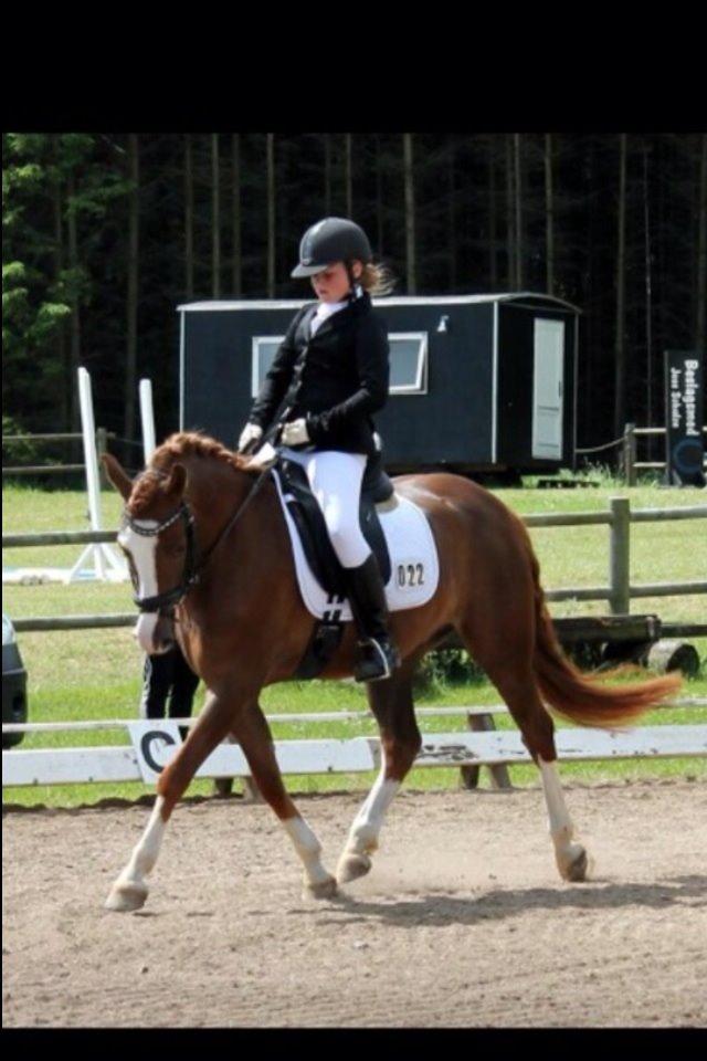 Anden særlig race Skikkilds Felis billede 19